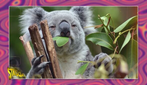 Quel gran genio del koala: parola di Barbascura X