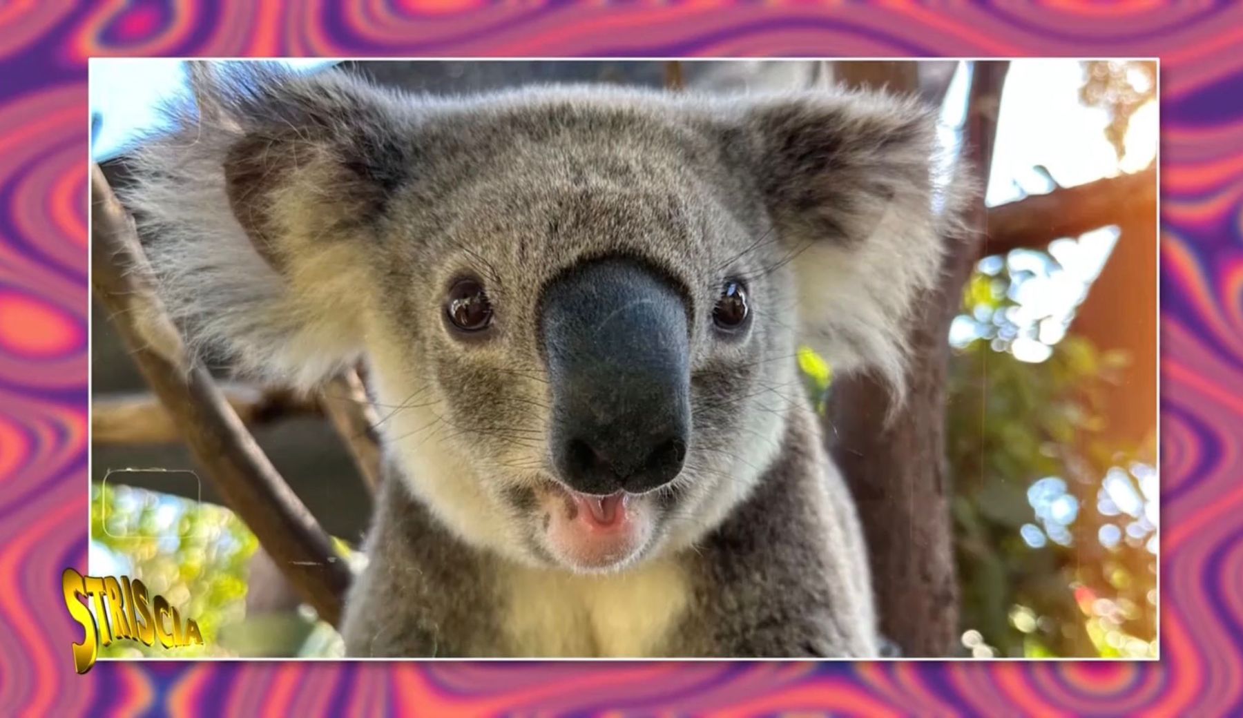 Barbascura vs koala: «È scientificamente poco brillante»