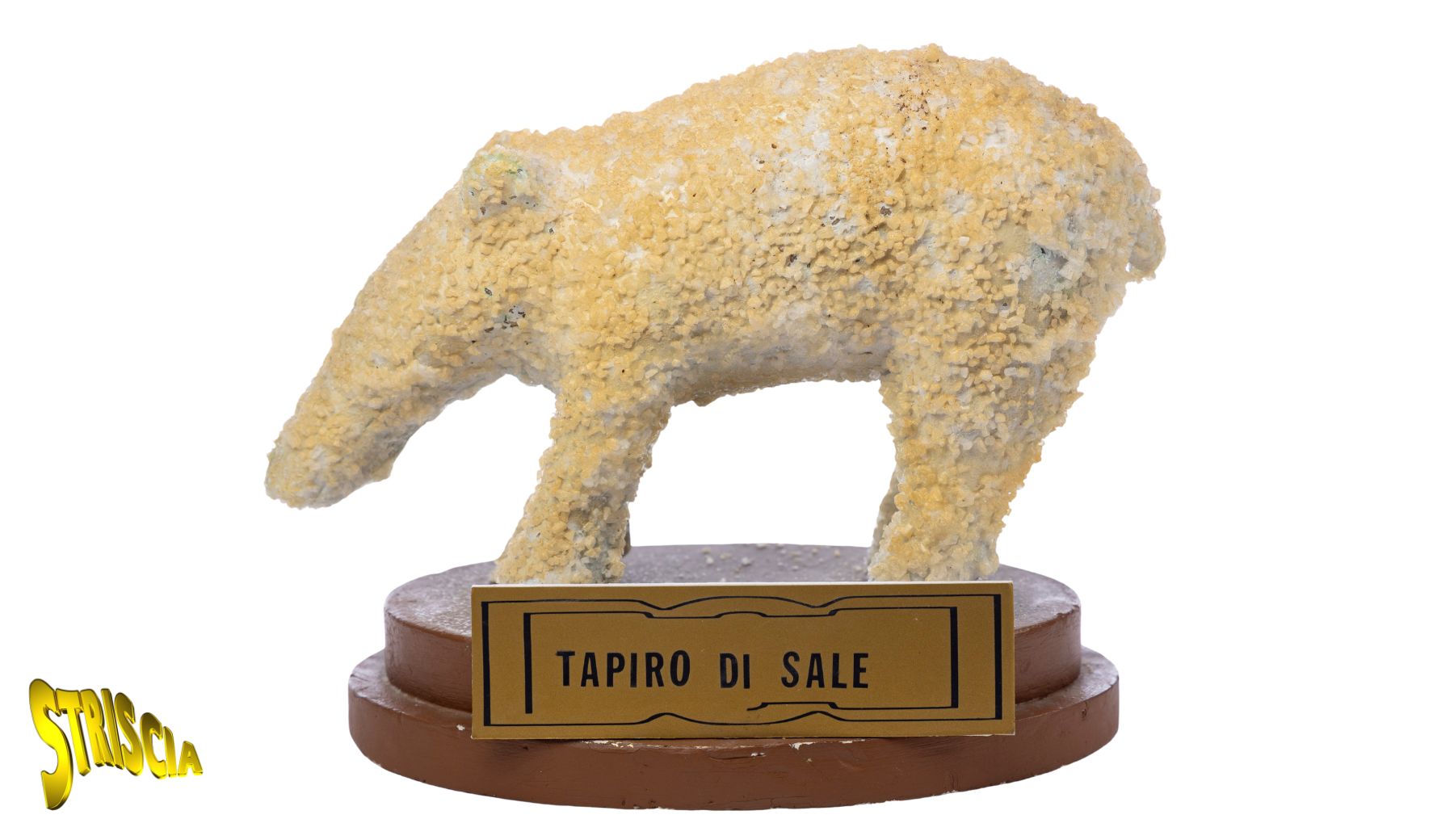 Il Tapiro di sale oggetto delle inchieste sulle truffe di Wanna Marchi. Venite a vederlo esposto nel museo di Striscia