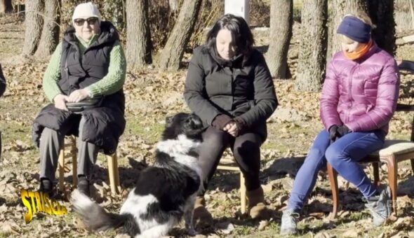 E se fossero i cani ad adottare le persone? Il rifugio che ribalta le regole